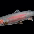 Spawning Steelhead reproduction Spawning Steelhead reproduction
